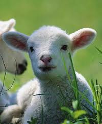 La Preghiera dell’Agnello, poesia di Monsignor Canciani