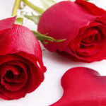 rose rosse